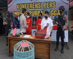 Polres Purbalingga Gerebek Judi Sabung