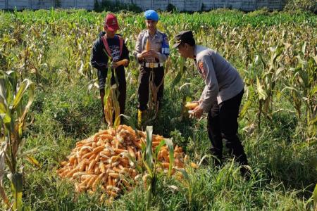 DUKUNG KETAHANAN PANGAN NASIONAL: 