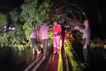 Polres Demak Sigap Tangani Pohon Tumba
